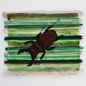 stag beetle